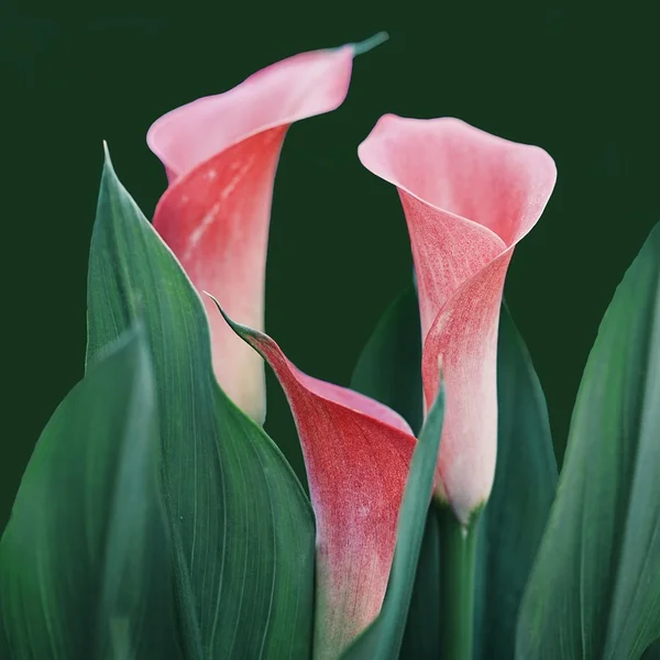 乐天堂棋牌游戏